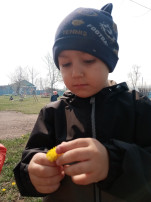 Одуванчики Одуванчики.